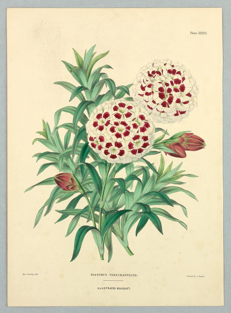 Dianthuis verschaffelthii, Plate XXXVI from Edward George Henderson's "The Illustrated Bouquet", Miss Sowerby