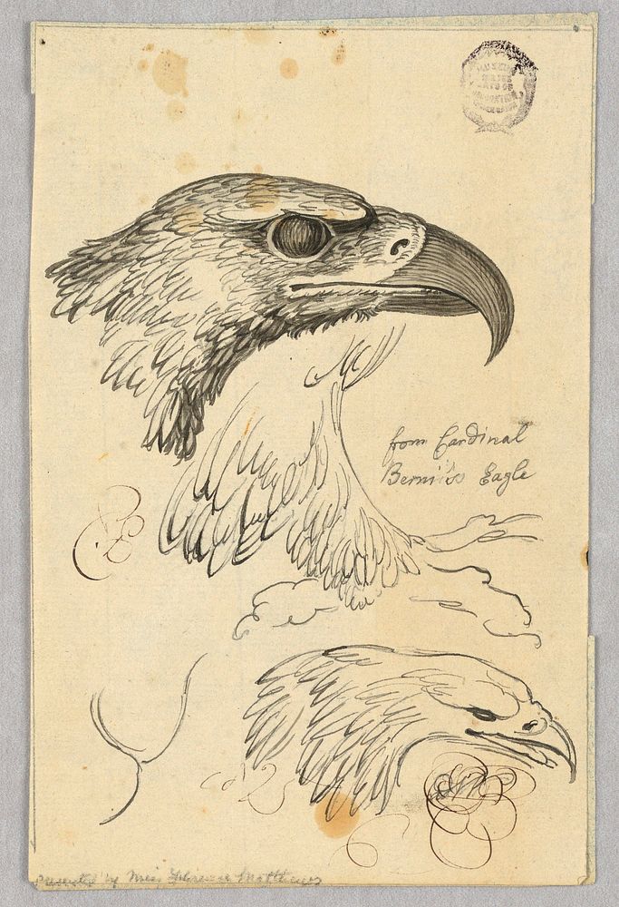 Studies of Two Eagle Heads and One Wing, from Cardinal Bernis' Eagle