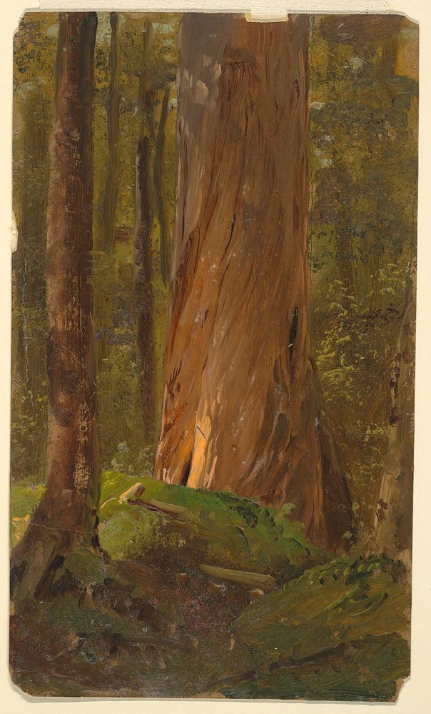 Study in the Maine Woods, Frederic Edwin Church