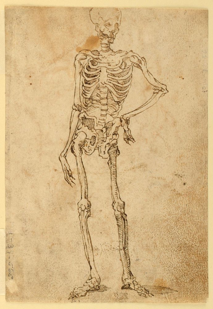 Skeleton