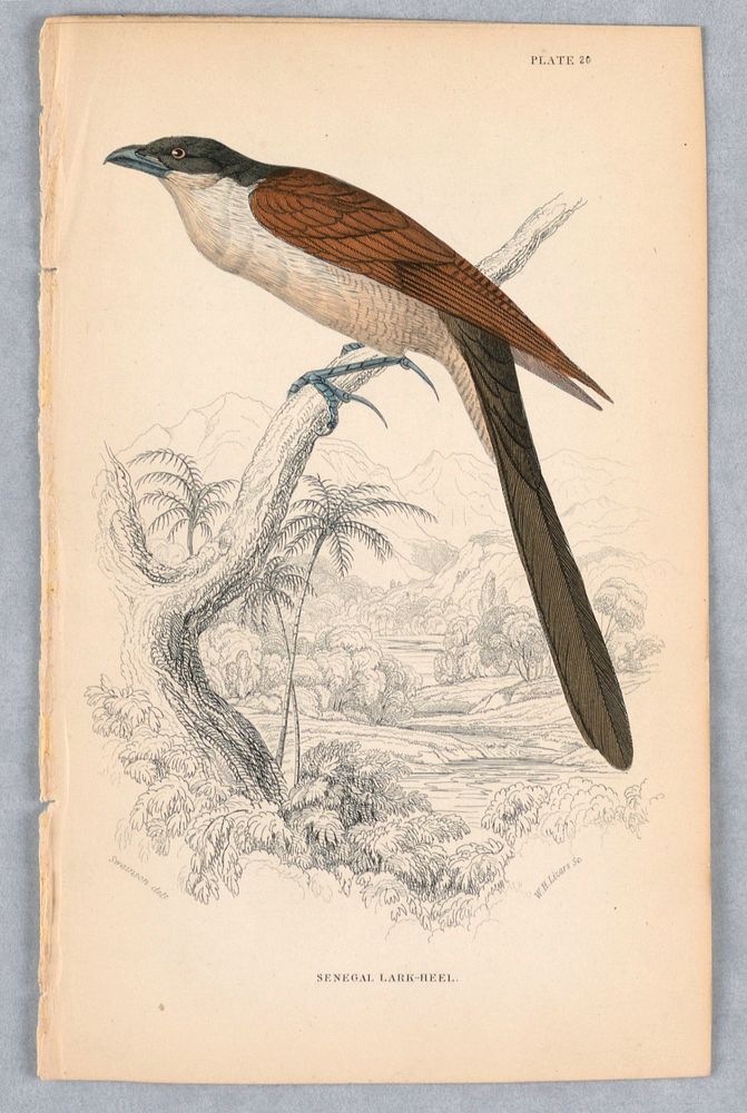Senegal Lark-Hell, Plate 20 from Birds of Western Africa, William Home Lizars