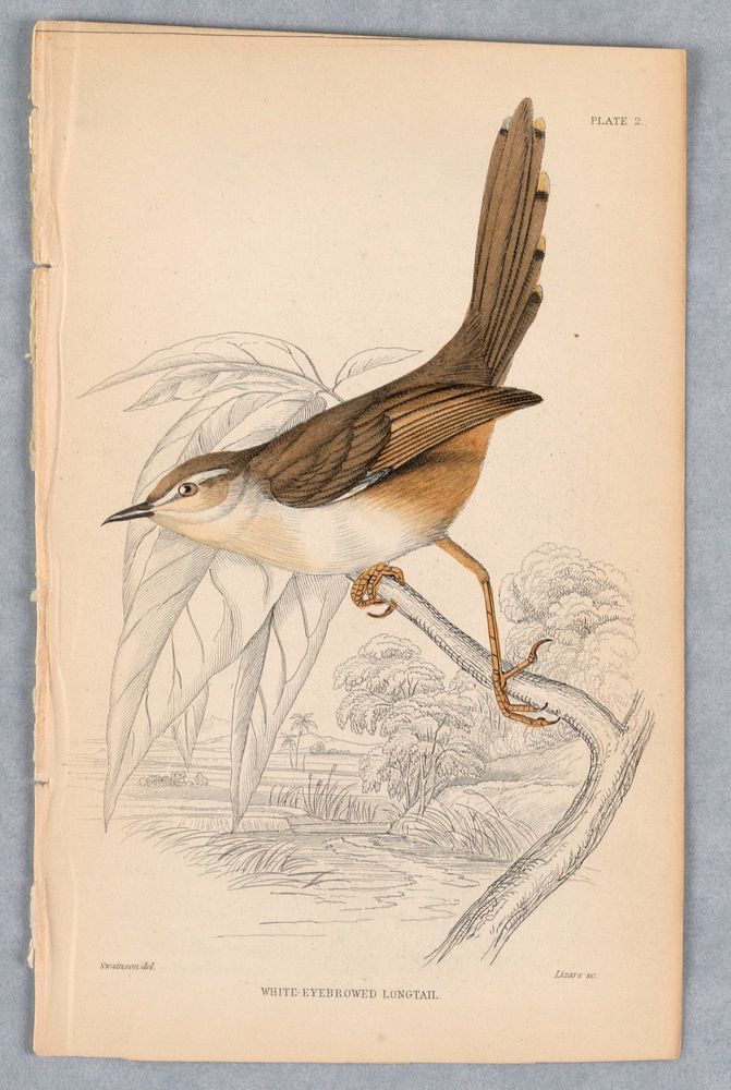 White-Eyebrowed Longtail, Plate 2 from Birds of Western Africa, William Home Lizars