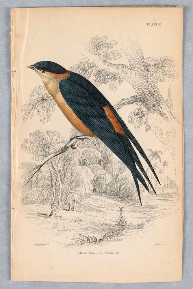 Great Senegal Swall, Plate 6 from Birds of Western Africa, William Home Lizars