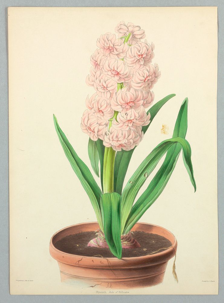 Hyacinth, Duke of Wellington, Plate from Edward George Henderson's "The Illustrated Bouquet", James Andrews