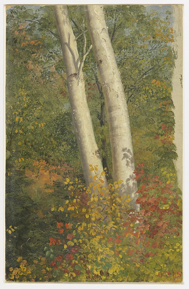 Birch Trees in Autumn, Frederic Edwin Church