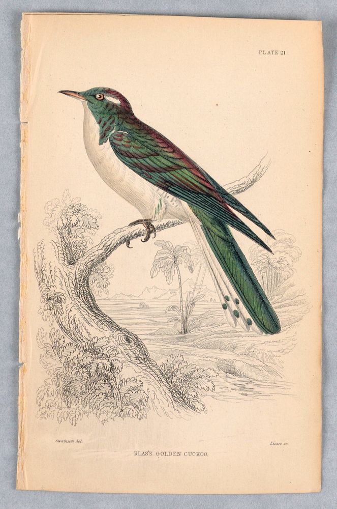 Klass Golden Cuckoo, Plate 21 from Birds of Western Africa, William Home Lizars