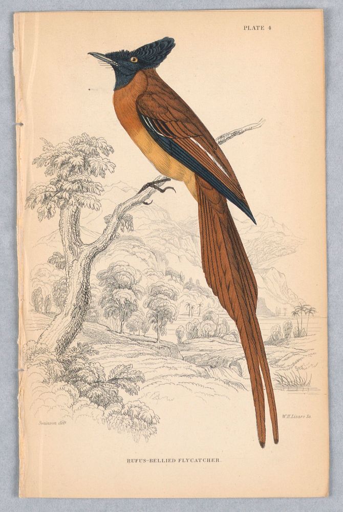 Rufus-Bellied Flycatcher, Plate 4 from Birds of Western Africa, William Home Lizars