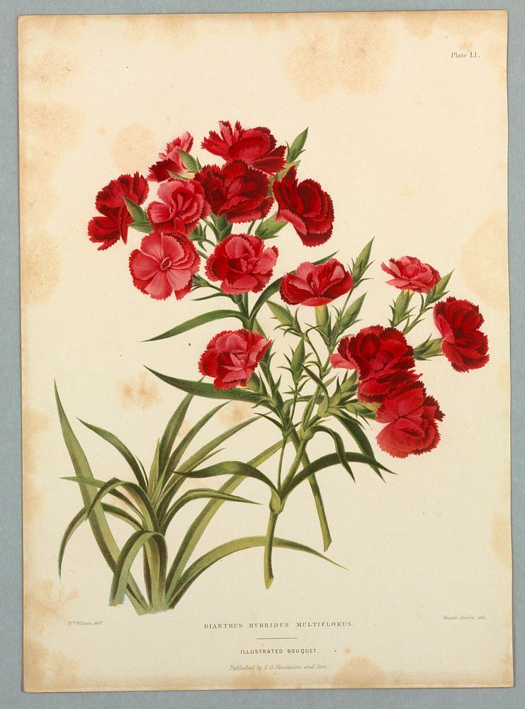 Dianthus Hybridus Multiflorus, Plate LI from Edward George Henderson's "The Illustrated Bouquet", Mrs Withers
