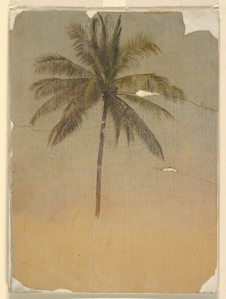 Trunk and top of a palm tree by Frederic Edwin Church