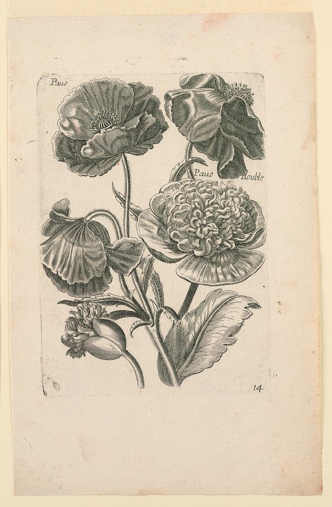 Flowers, Plate 14