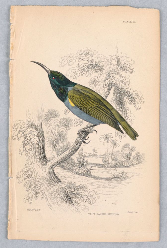Olive-Backed Sunbird, Plate 16 from Birds of Western Africa, William Home Lizars