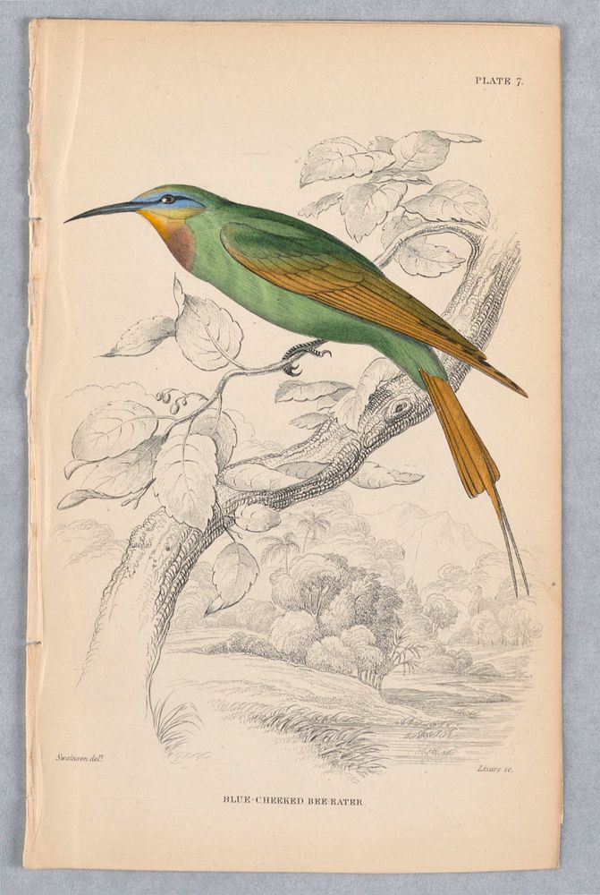 Blue-Cheeked Bee-Eater, Plate 7 from Birds of Western Africa, William Home Lizars