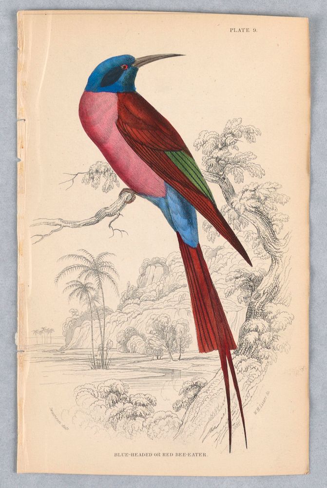 Blue-Headed or Red Bee-Eater, Plate 9 from Birds of Western Africa, William Home Lizars