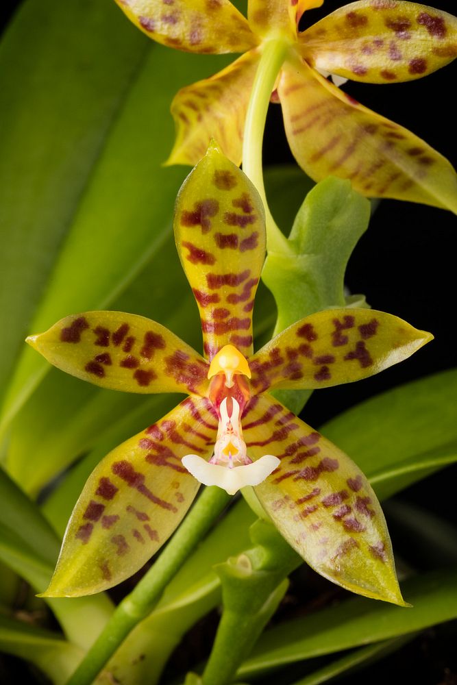 Phalaenopsis pantherina