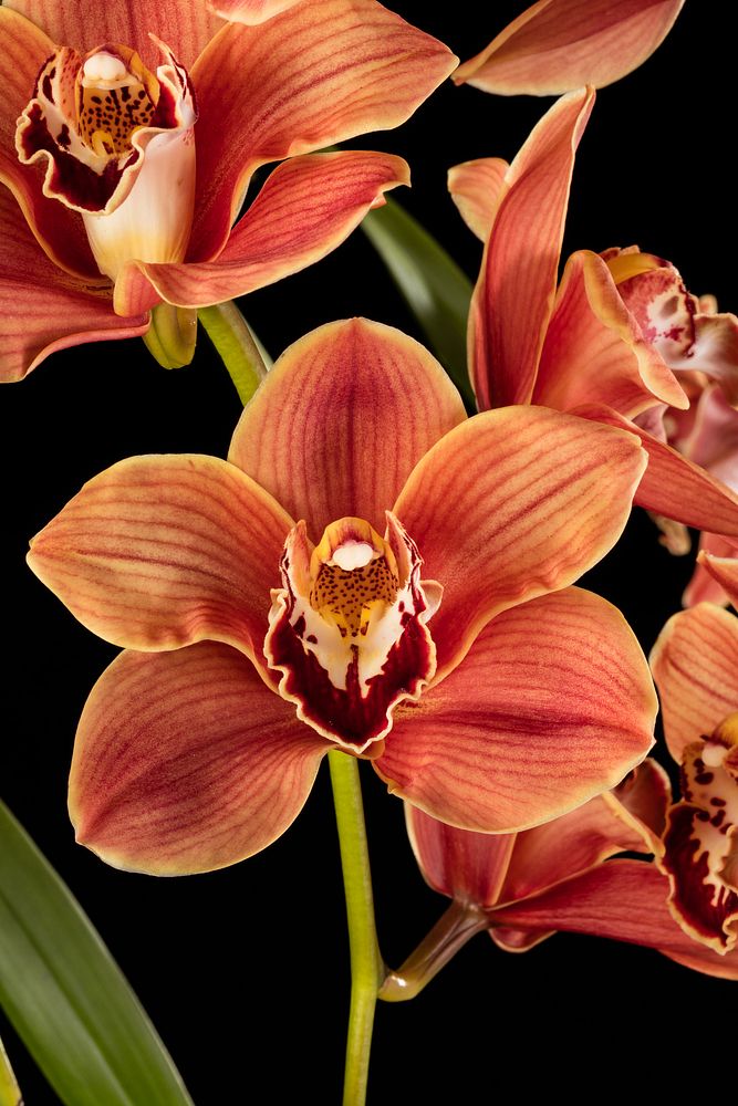 Cymbidium Claude Pepper 'Musketeer'