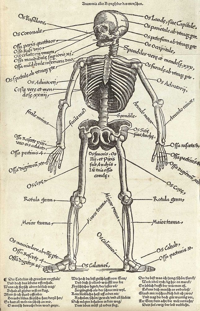 Hans von Gersdorff (ca. 1455 - 1529): „Feldbuch der Wundarzney, Die Knochenanatomie. (Fieldbook of surgery, the skeleton) .…