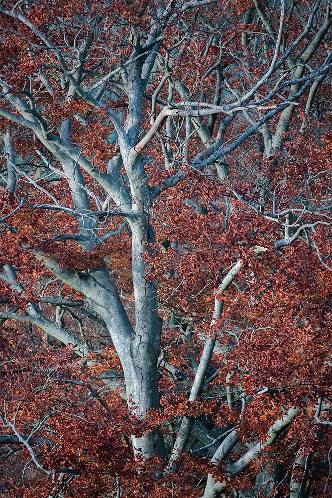 Tentacles, red beautiful Beeches trees.