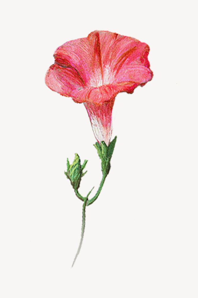 Vintage red flower illustration by Pierre Joseph Redouté. Remixed by rawpixel.