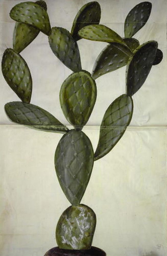 Opuntia monacantha (thorned prickly pear cactus) by Maria Sibylla Merian