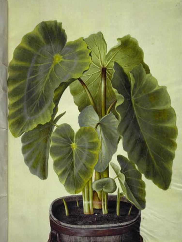Colocasia esculenta (taro) by Maria Sibylla Merian