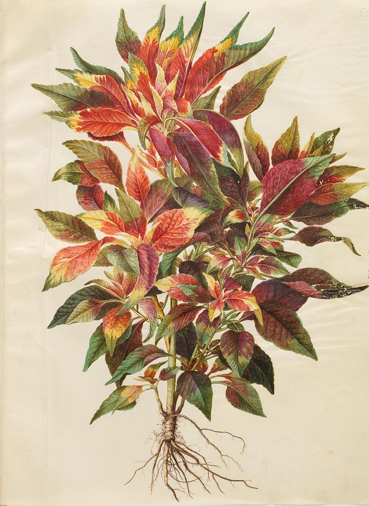Amaranthus tricolor (parrot amaranth) by Maria Sibylla Merian