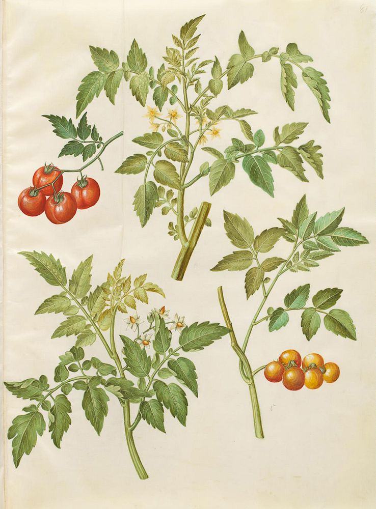 Solanum lycopersicum (common tomato) by Maria Sibylla Merian