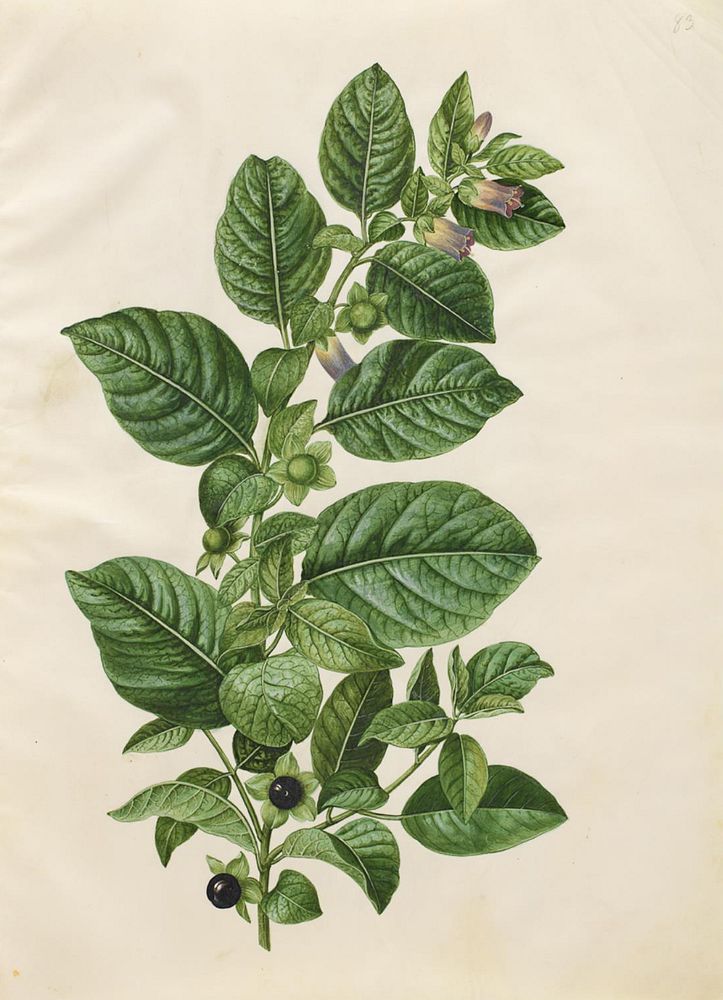 Atropa belladonna (hollyberry) by Maria Sibylla Merian