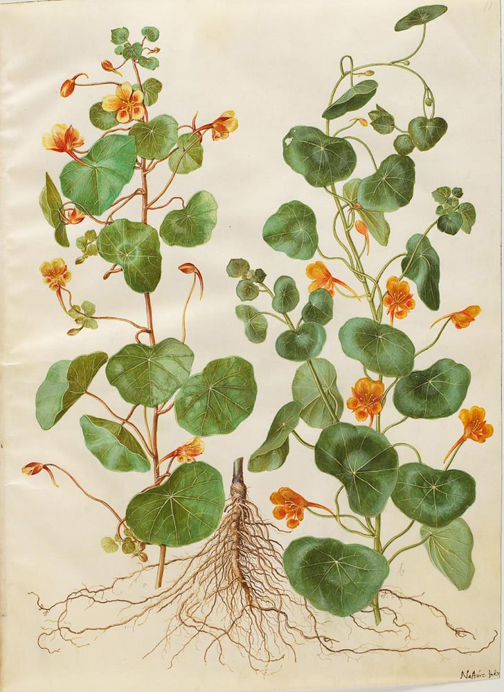 Tropaeolum minus (small flower cress) by Maria Sibylla Merian