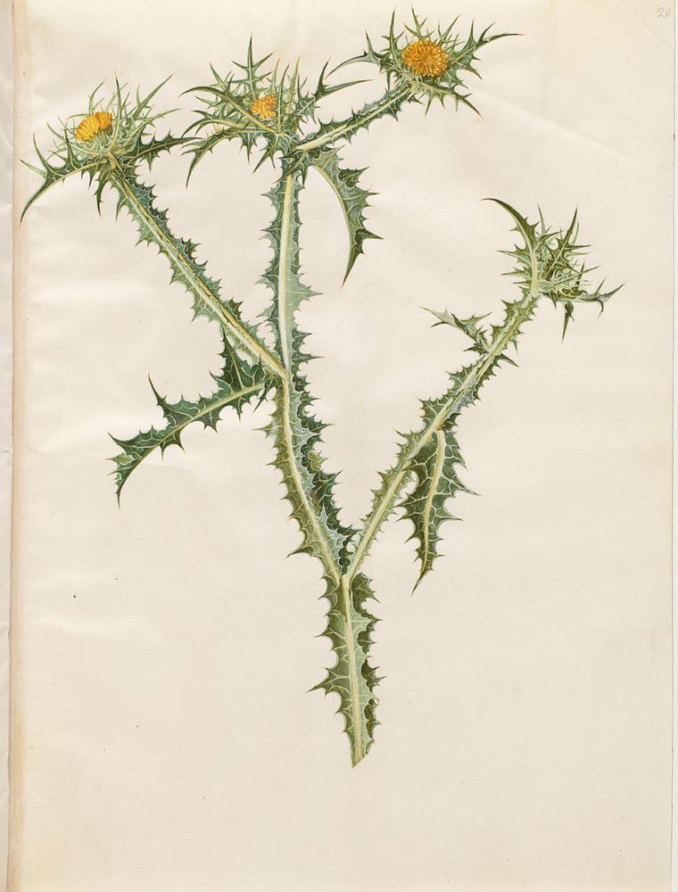 Scolymus hispanicus (Spanish golden thistle) by Maria Sibylla Merian