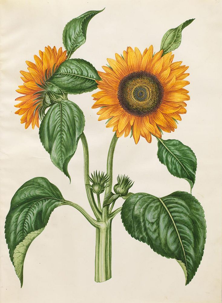 Helianthus annuus (common sunflower) by Maria Sibylla Merian