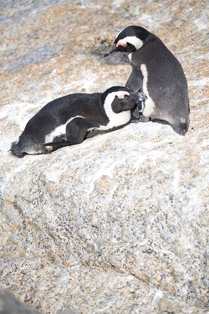 Two African penguins on a rock in the sun are on different clocks. The one on the right, on its' hind legs is glancing at…