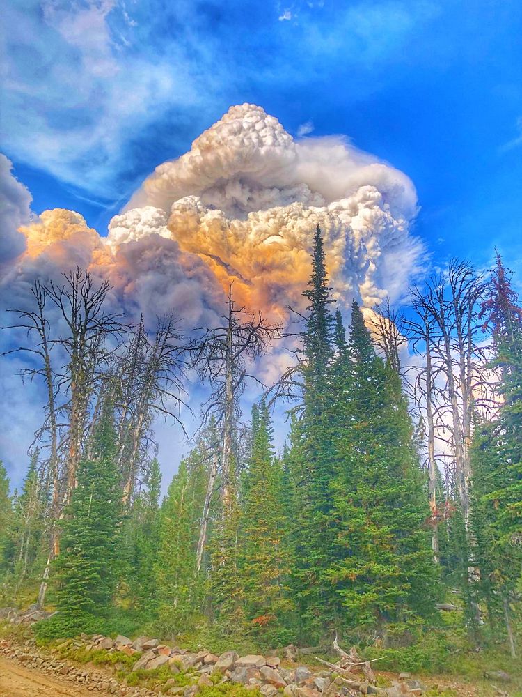 Weather Category - USFWS 2022 Photo/Video ContestA smoke plume, visible above the trees, continues to grow on the 2022 Moose…