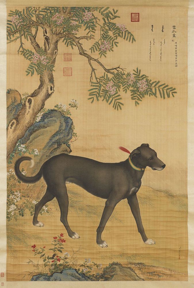 Picture of Xueluzhua (雪爪卢), a Chinese greyhound, from Ten Prized Dogs Album by Giuseppe Castiglione.
