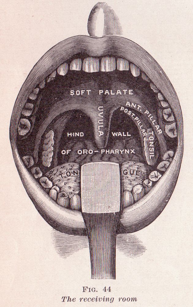 This copyright free image is from the ublic domain book, The Practical Guide to Health by Frederick M. Rossiter, copyright…