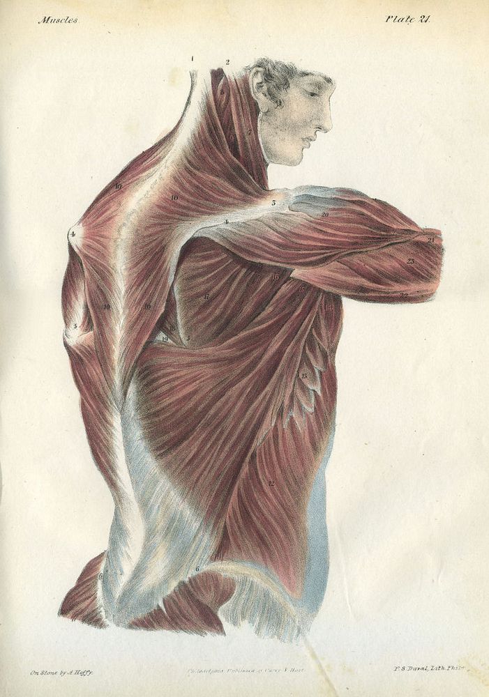 A Series of Anatomical Plates The Structure of the Different Parts of The Human Body.by Jones Quain, M.D.Published in 1854
