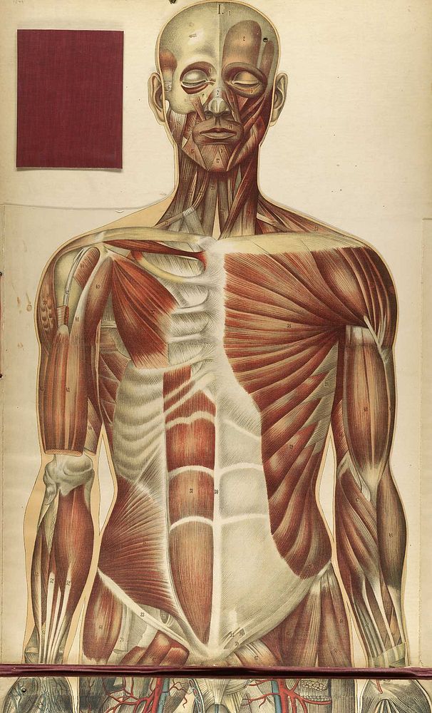 Title: Le corps humain et grandeur naturelle : planches coloriées et superposées, avec texte explicatif.Author(s)/Name(s):…