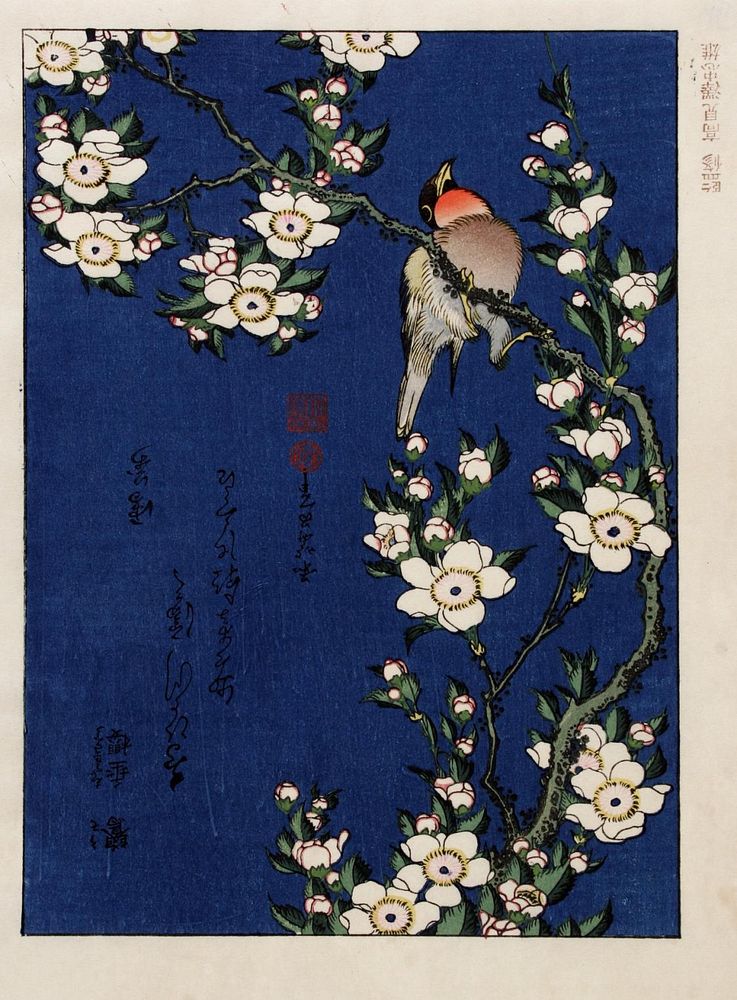 Katsushika Hokusai (1760-1849), Robin on a branch of cherry blossom. Collection of Japanese prints of Centre Céramique…