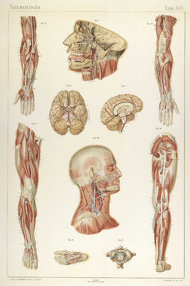 Anatomic plate from Laskowski's "Anatomie normale du corps humain" (1894), illustrations by Sigismond Balicki