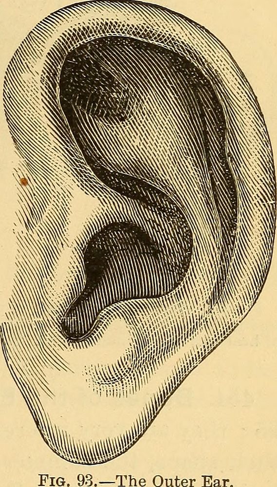 Identifier: anatomyphysiolog00mayc (find matches)Title: Anatomy, physiology and hygieneYear: 1890 (1890s)Authors: May…