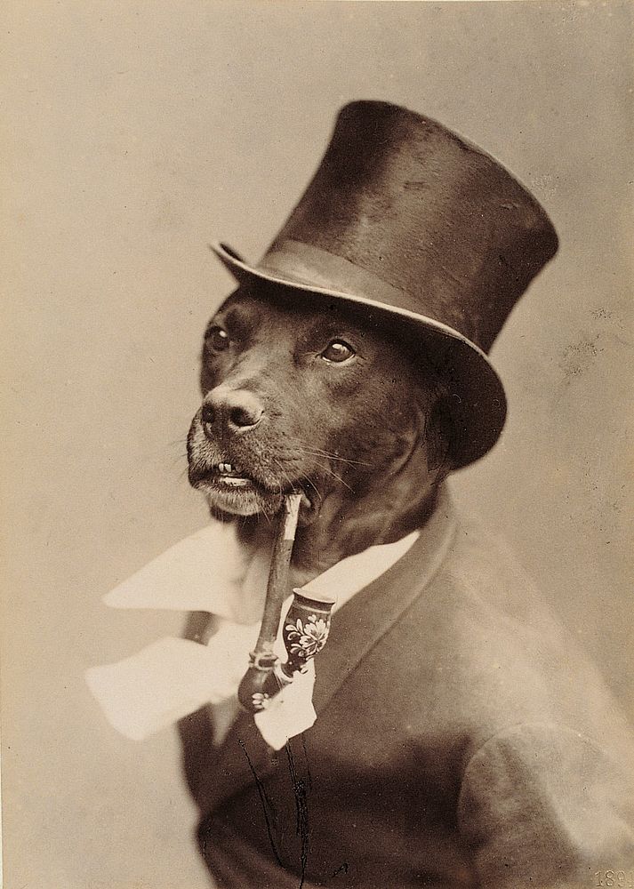 Vintage dog photo apparently dated 1894 from Bonque & Kindermann photographers in Hamburg, Germany.