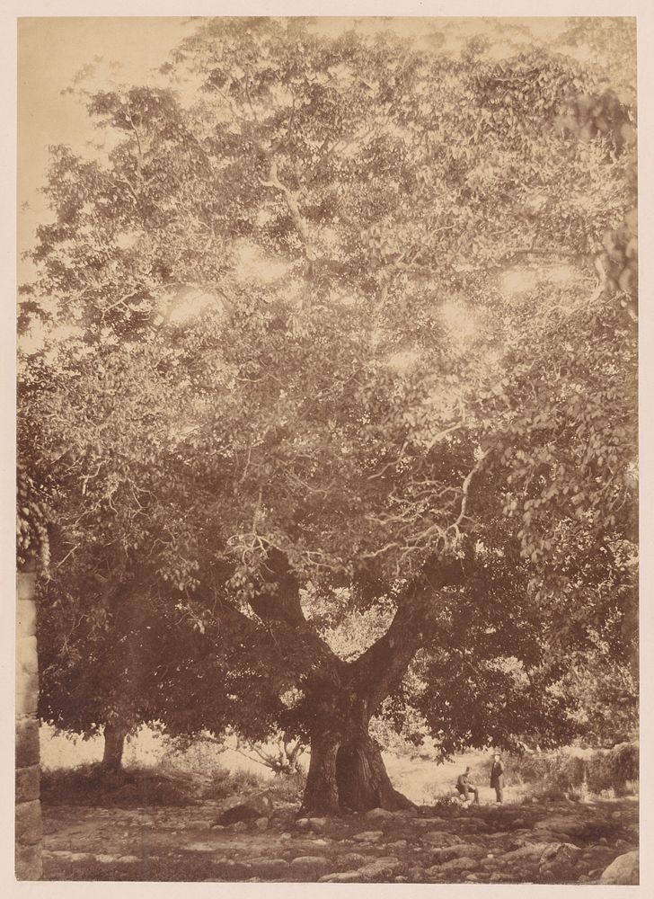 The Walnut Tree of Emperor Charles V, Yuste