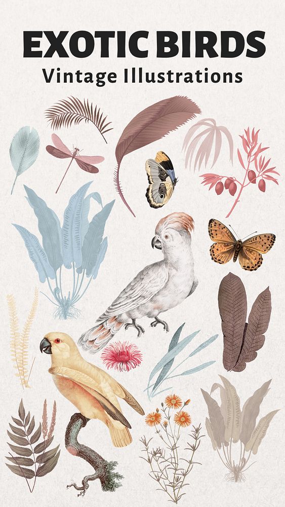 Vintage exotic bird illustration remix set