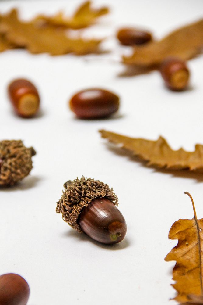 Free acorn and autumn leaves image, public domain food CC0 photo.