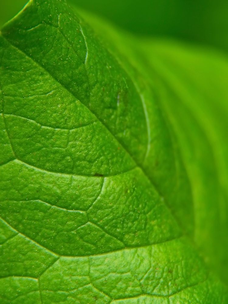 Free green leaf macro image, public domain plant CC0 photo.