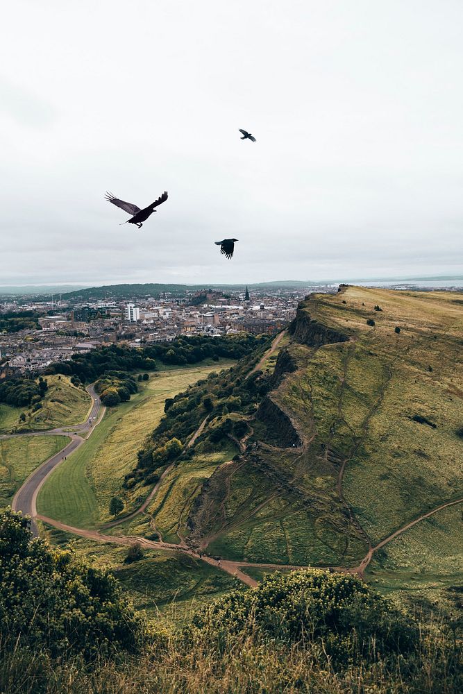 Free mountain and city view with birds flying image, public domain animal CC0 photo.