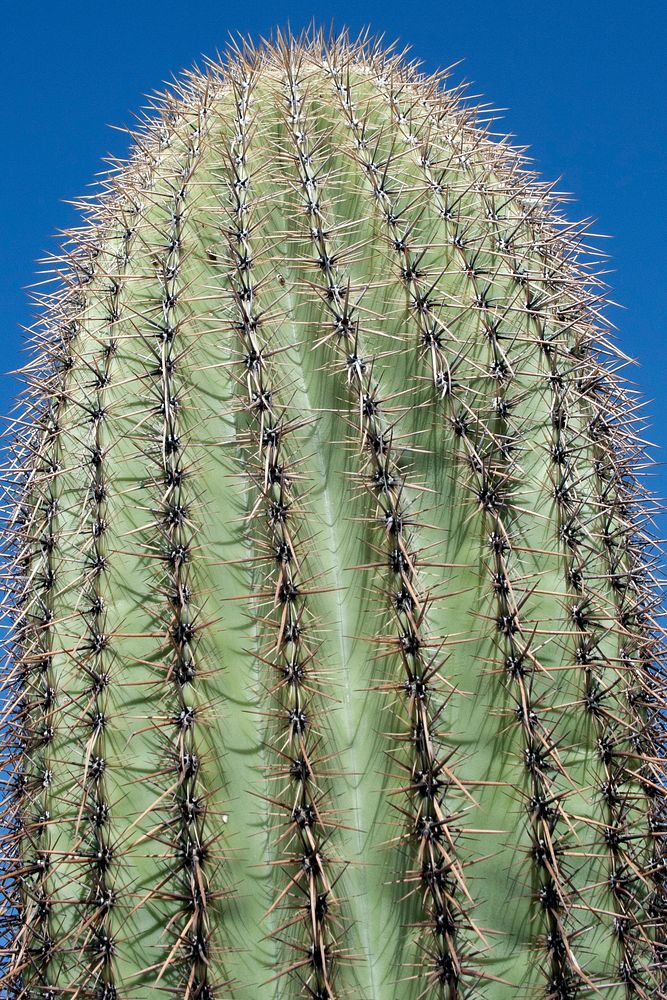 Saguaro cactus.