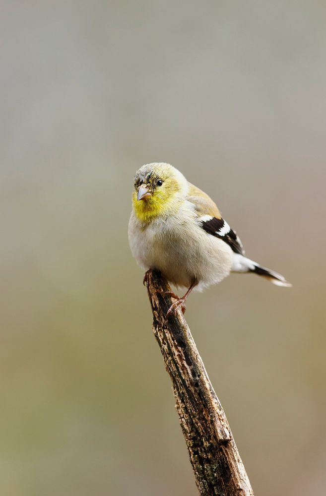 Mellow Yellow bird. Free public domain CC0 photo.