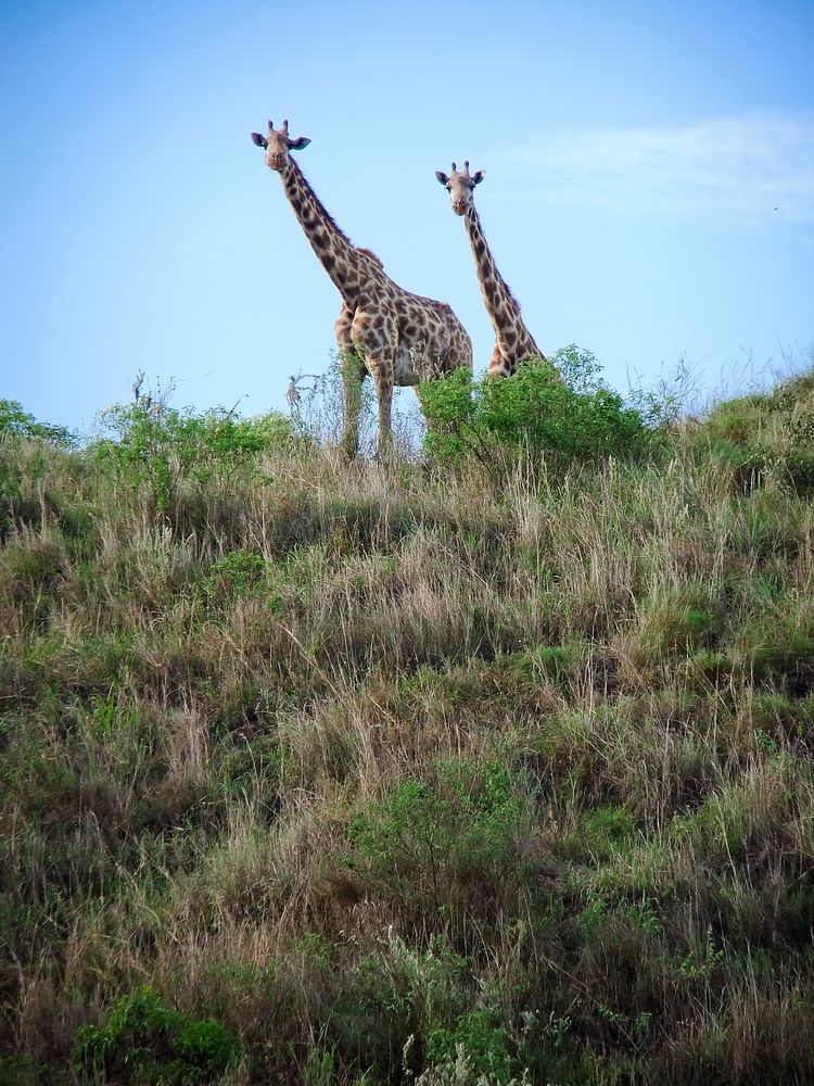 Giraffe in Tanzania, East Africa. Original public domain image from Flickr