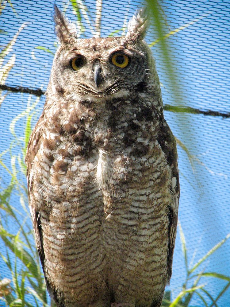 Great horned owl at ADDO National Park. Original public domain image from Flickr