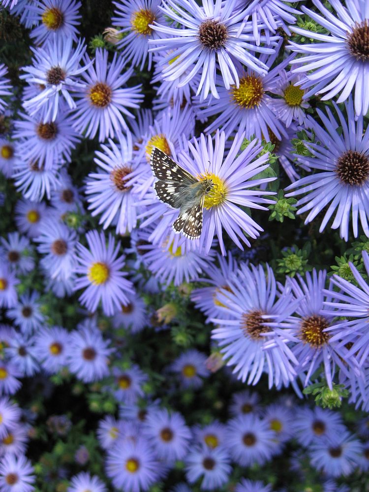 Checkered Skipper Butterfly on Asters flower. Free public domain CC0 photo.